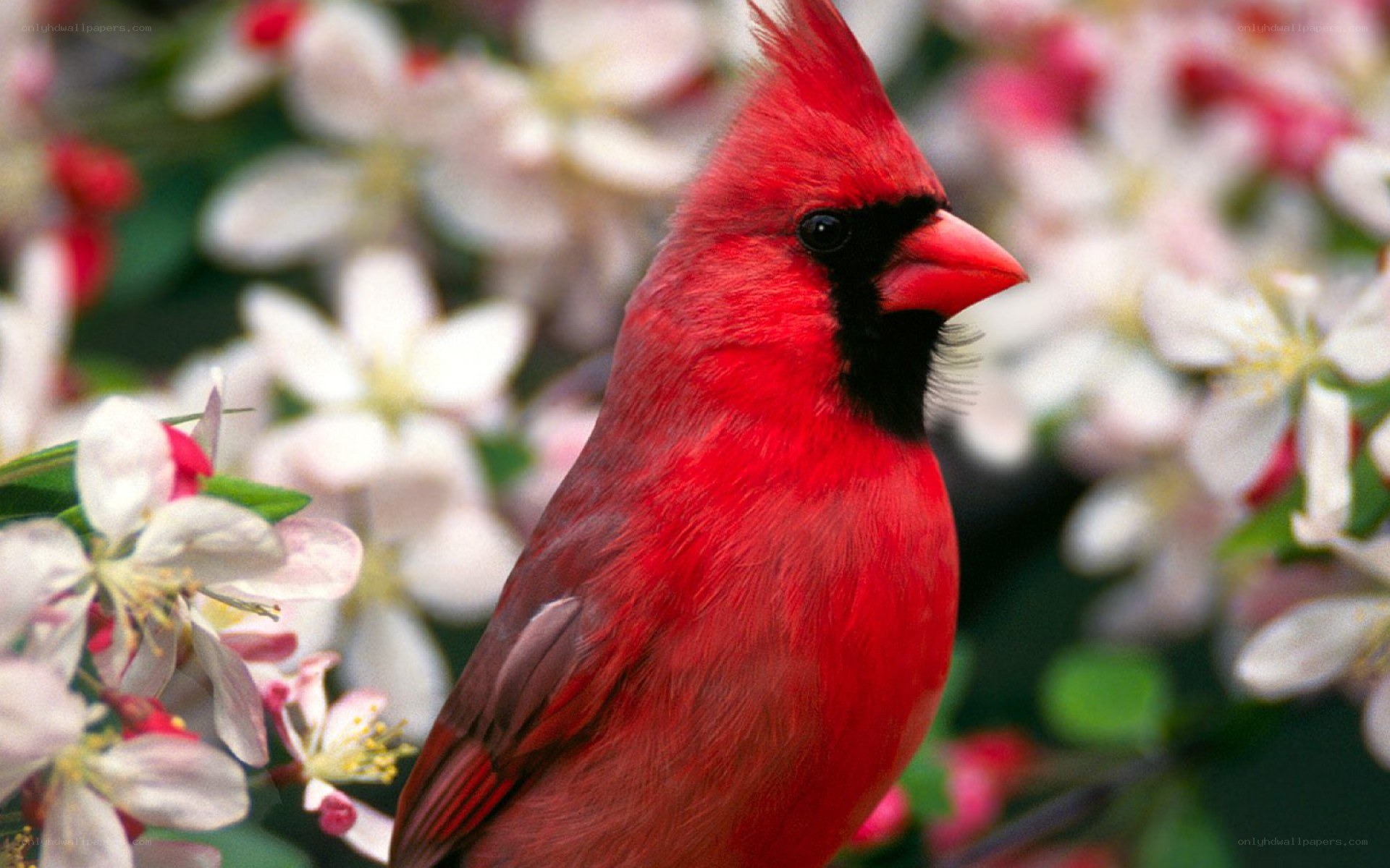 Red cardinal among flowers