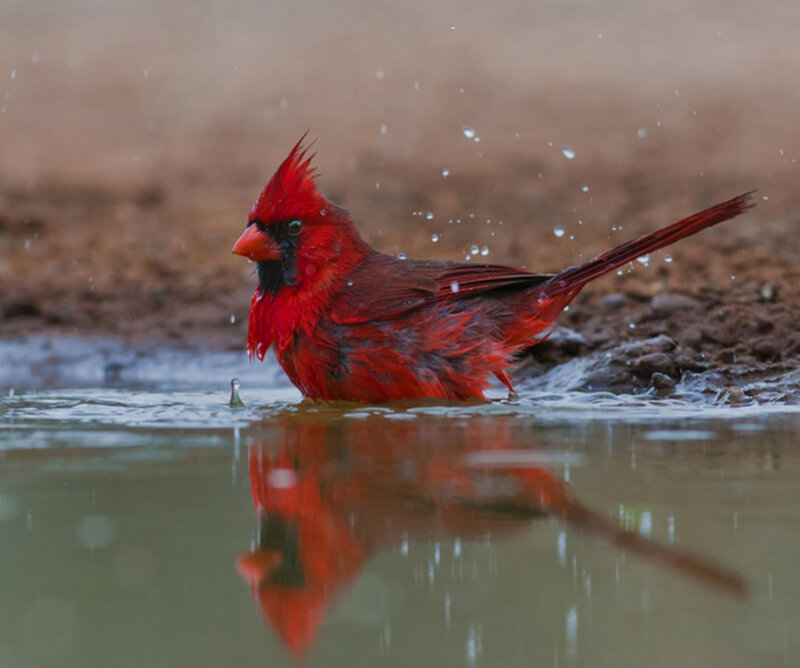 Red Cardinal Bathing