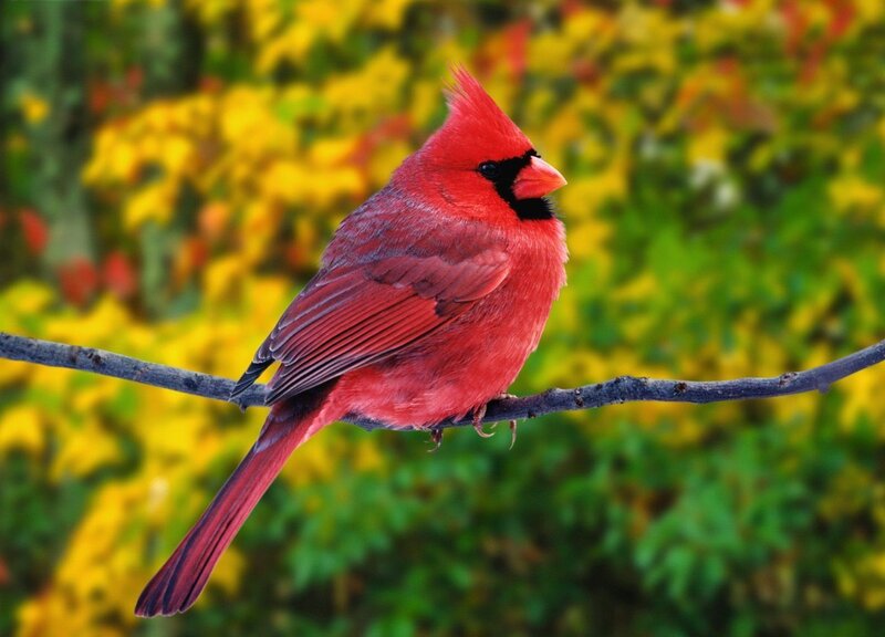 Red Cardinal Bird — Autumn