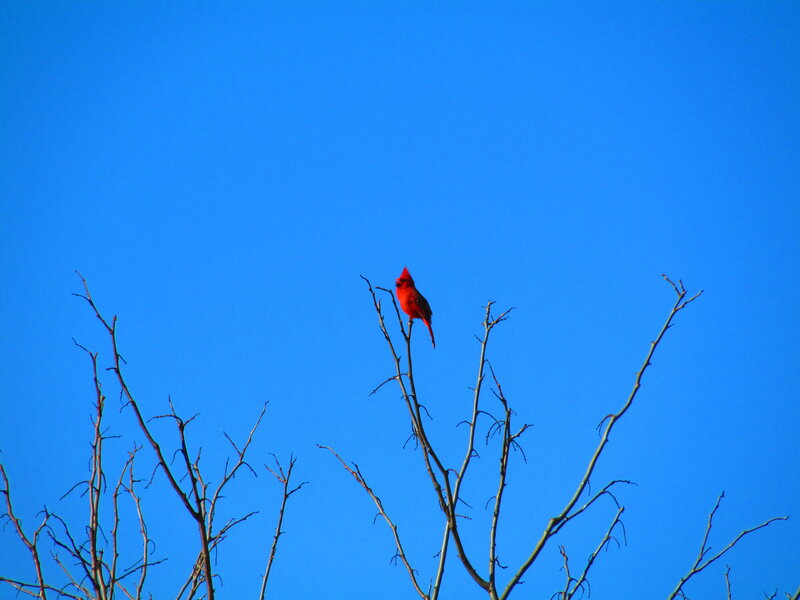 Red Cardinal Bird — Blue, Serene