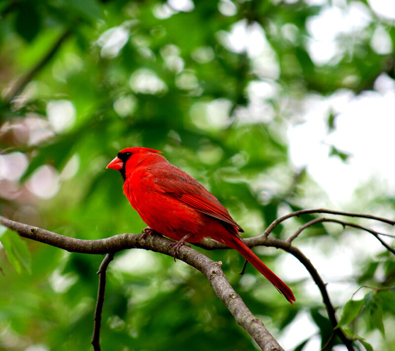 Red Cardinal Bird — Calm, Afternoon, Photograph, Branch