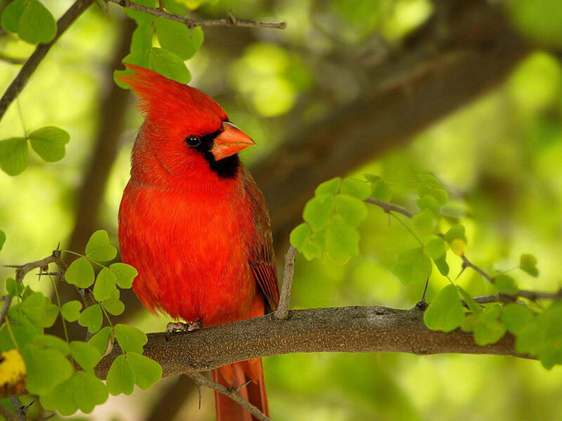 Red Cardinal Bird — Calm, Afternoon, Photograph