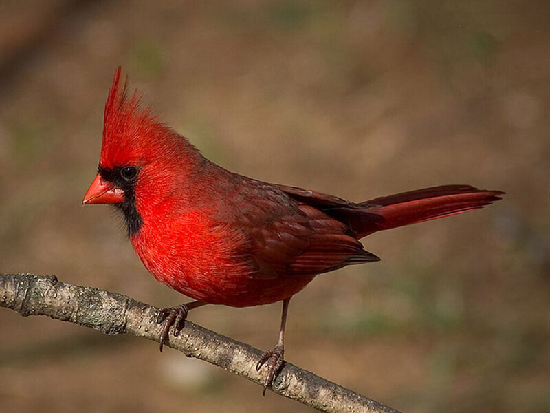 Red Cardinal Bird — Calm, Afternoon