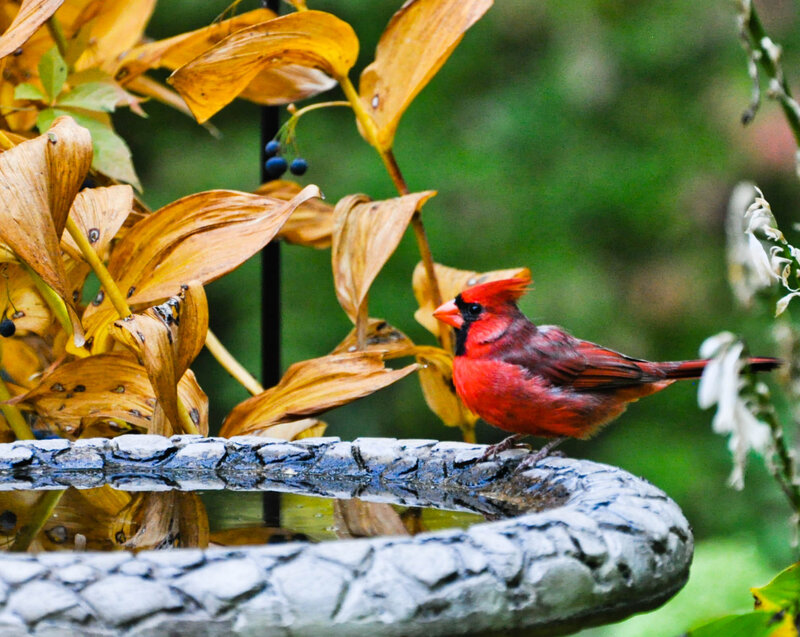 Red Cardinal Bird — Calm, Autumn, Photograph, Bird Bath