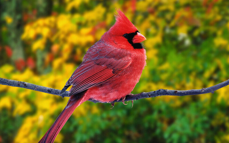 Red Cardinal Bird — Calm, Autumn, Photograph, Branch, Leaves
