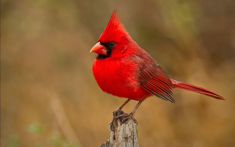 Red Cardinal Bird — Calm, Autumn, Photograph, Stick