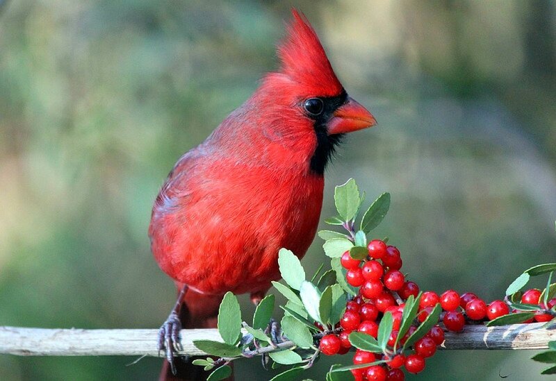 Red Cardinal Bird — Calm, Autumn