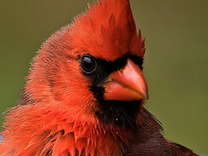 Red Cardinal Bird — Calm, Photograph, Beak