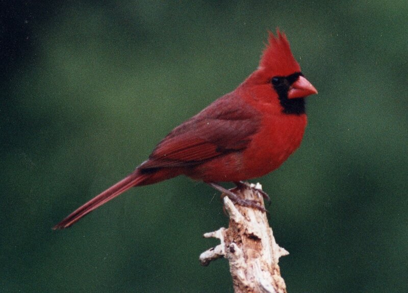 Red Cardinal Bird — Calm, Photograph, Branch, Green Background