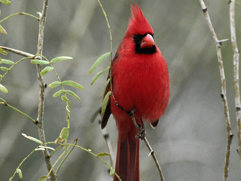 Red Cardinal Bird — Calm, Photograph, Branch, Leaves