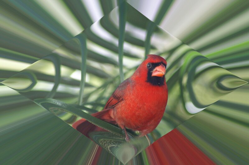 Red Cardinal Bird — Calm, Photograph, Plant