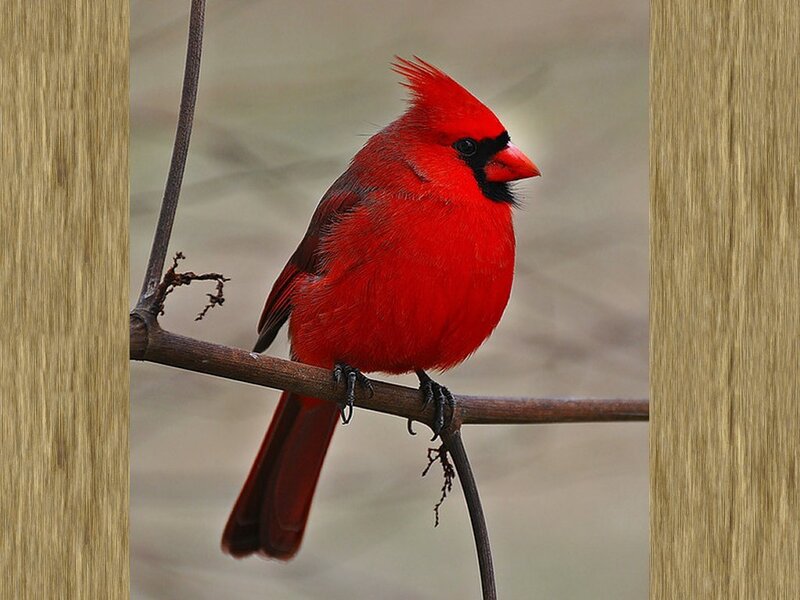 Red Cardinal Bird — Calm, Photograph