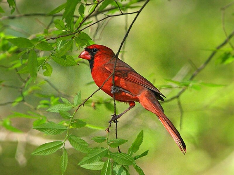 Red Cardinal Bird — Calm, Spring, Photograph, Branch, Leaves, Forest