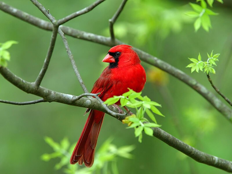 Red Cardinal Bird — Calm, Spring, Photograph, Branch, Leaves