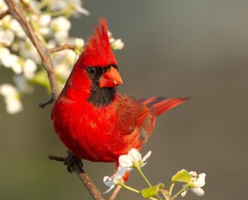 Red Cardinal Bird — Calm, Spring, Photograph, Branch