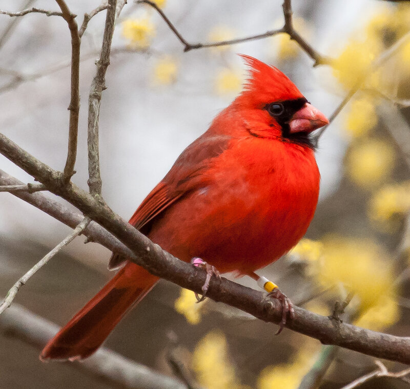 Red Cardinal Bird — Calm, Spring, Photograph