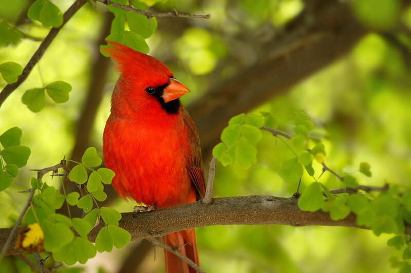 Red Cardinal Bird — Calm, Spring