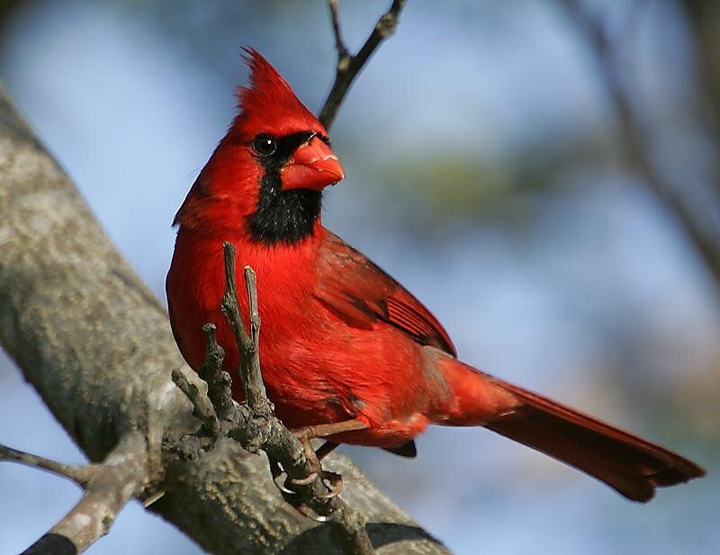 Red Cardinal Bird — Calm
