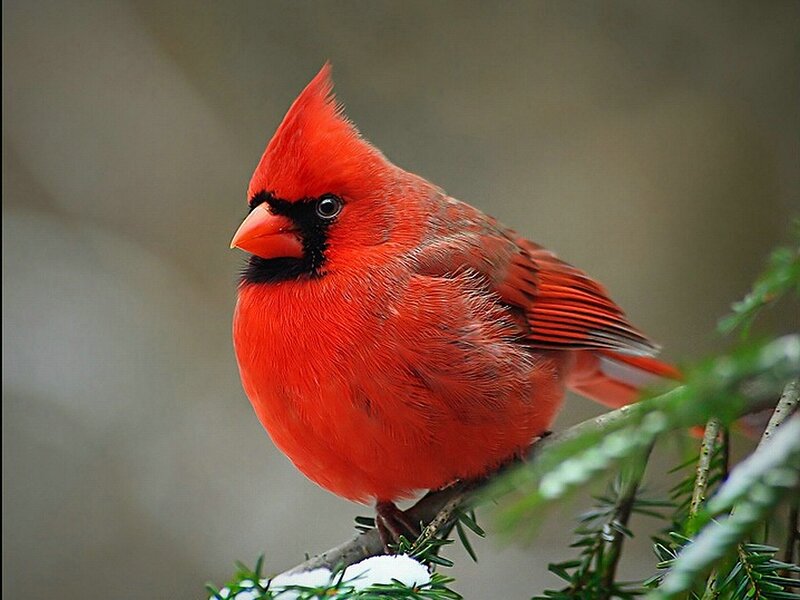 Red Cardinal Bird — Calm, Winter, Photograph, Branch