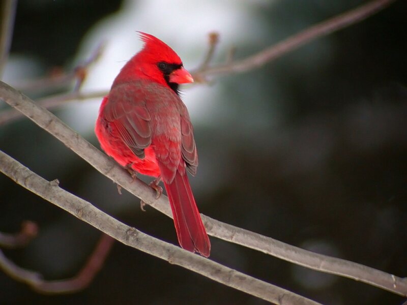 Red Cardinal Bird — Calm, Winter, Photograph, Branch, Tree