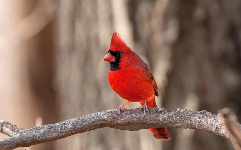 Red Cardinal Bird — Calm, Winter, Photograph, Branch, Tree Trunk