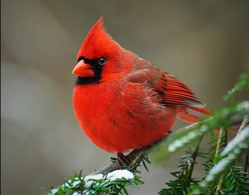 Red Cardinal Bird — Calm, Winter, Photograph