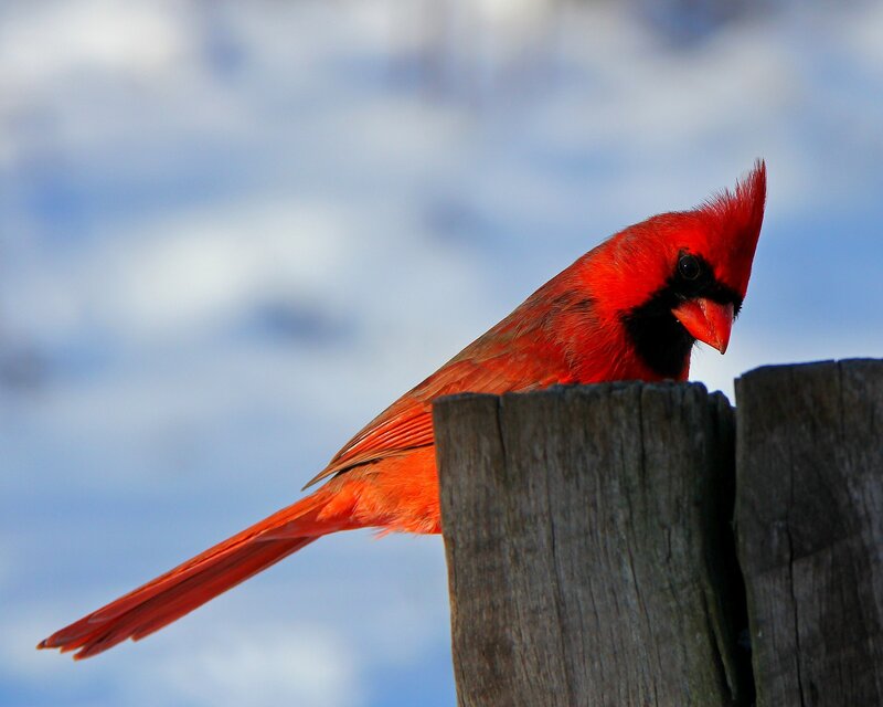 Red Cardinal Bird — Calm, Winter, Photograph, Wooden Post