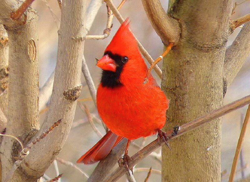 Red Cardinal Bird — Calm, Winter