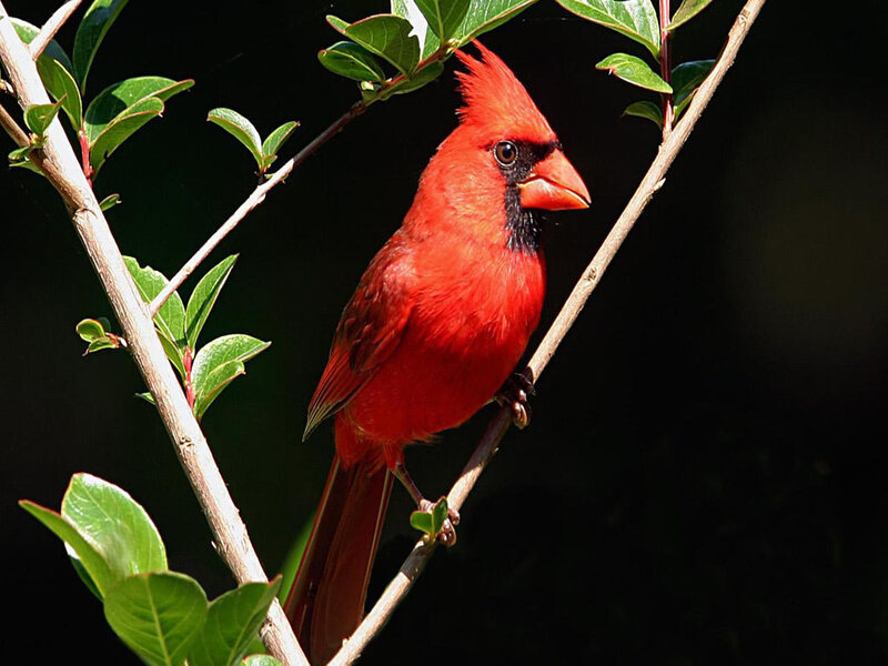 Red Cardinal Bird — Dramatic