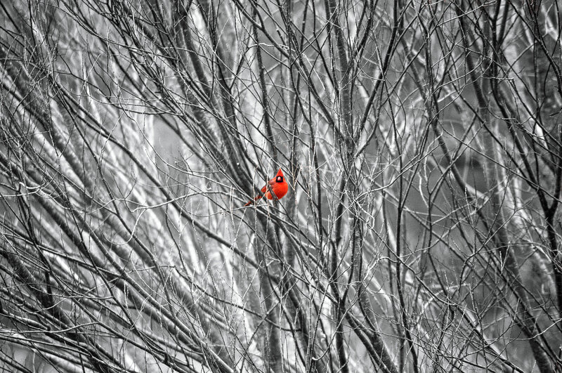 Red Cardinal Bird — Dramatic, Winter