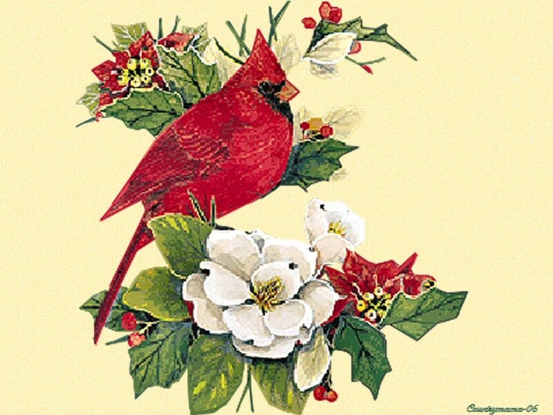 Red Cardinal Bird — Festive