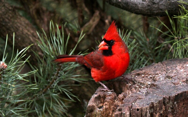 Red Cardinal Bird — Natural, Photograph, Pine Needles