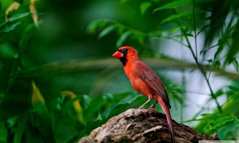 Red Cardinal Bird — Natural, Photograph, Tree Branch, Leaves
