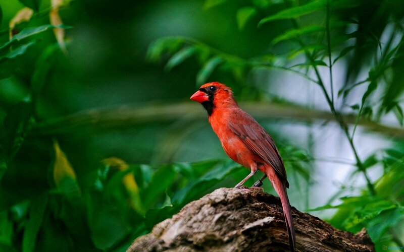 Red Cardinal Bird — Natural, Photograph, Tree Branch
