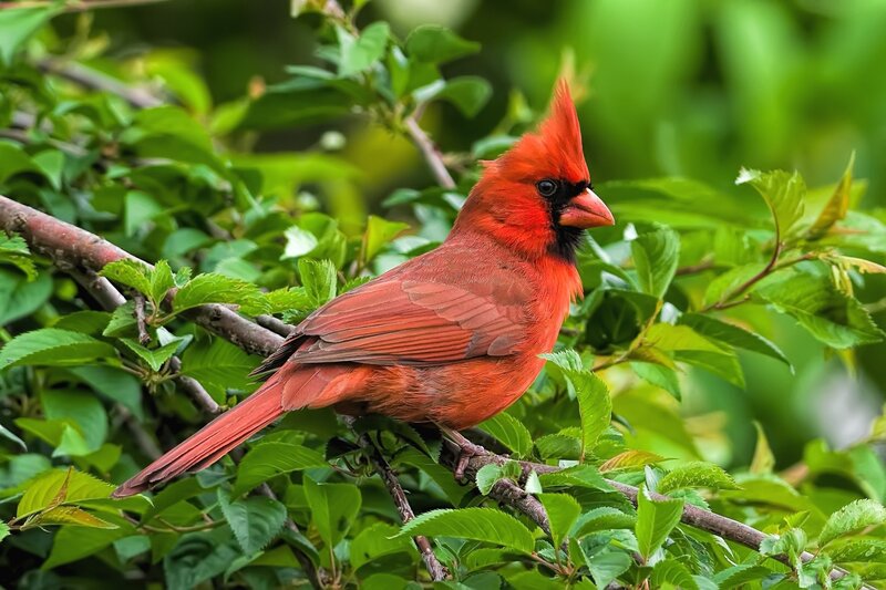 Red Cardinal Bird — Natural, Summer