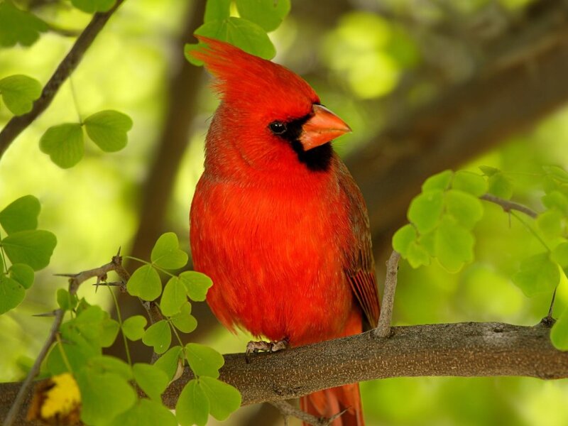 Red Cardinal Bird — Natural