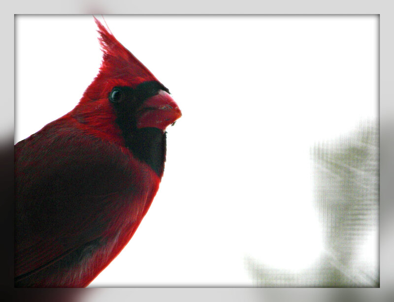 Red cardinal bird portrait