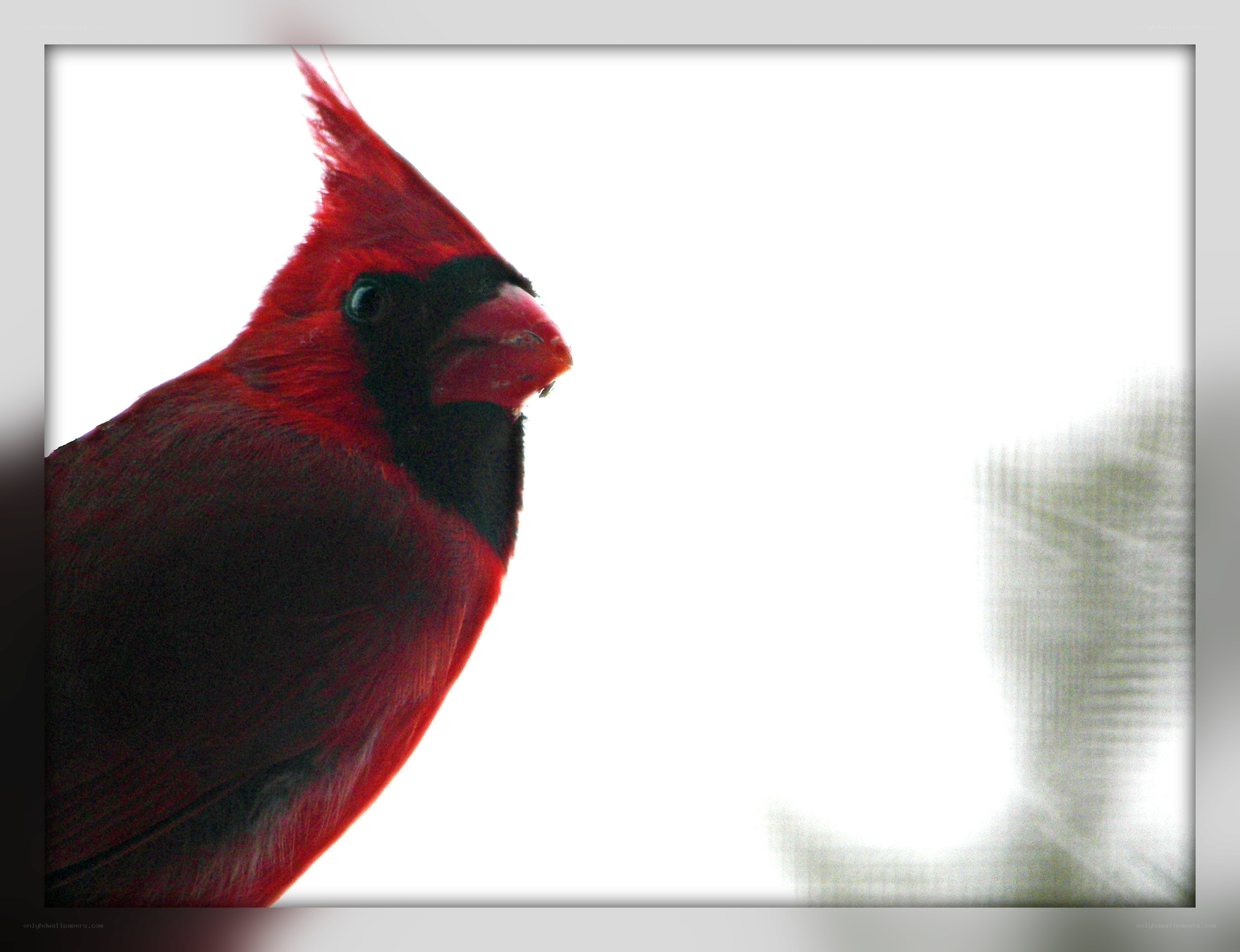 Red cardinal bird portrait