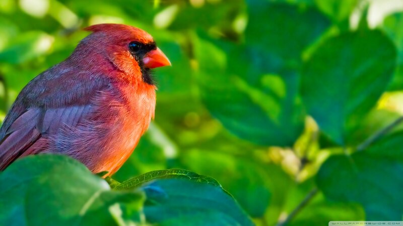 Red Cardinal Bird — Serene, Afternoon, Photograph