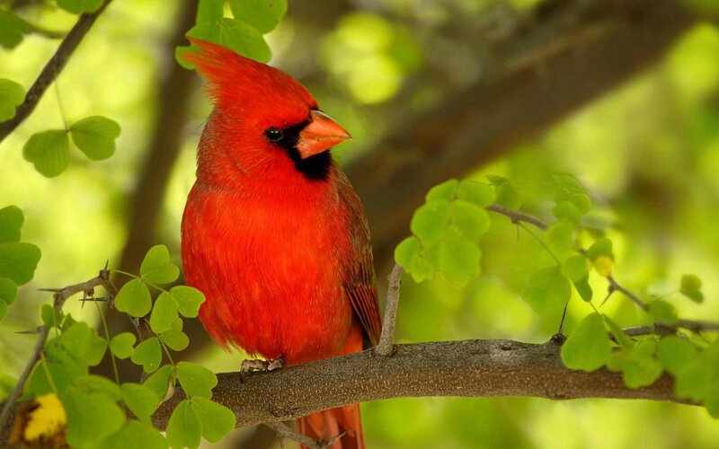 Red Cardinal Bird — Serene, Afternoon