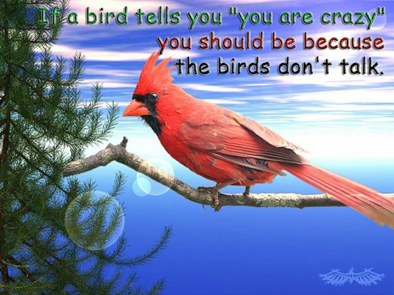 Red Cardinal Bird — Serene, Morning