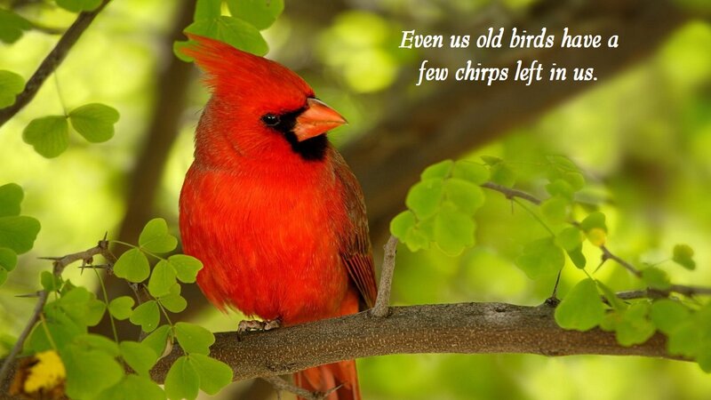 Red Cardinal Bird — Serene, Spring, Photograph, Branch
