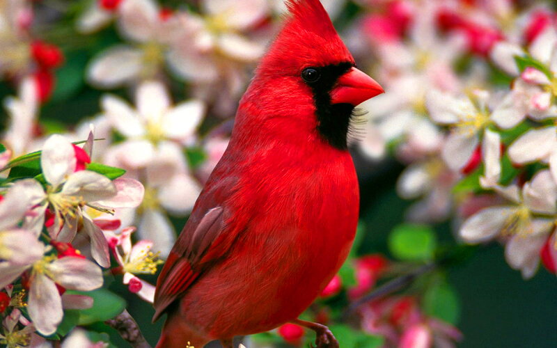 Red Cardinal Bird — Serene, Spring, Photograph, Flowers, Branch, Green Leaves