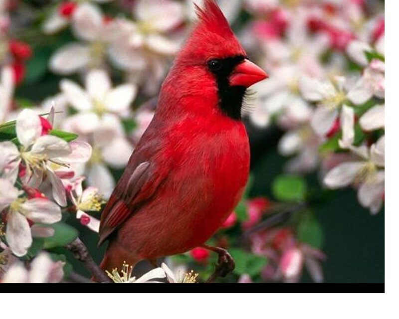 Red Cardinal Bird — Serene, Spring, Photograph, Flowers