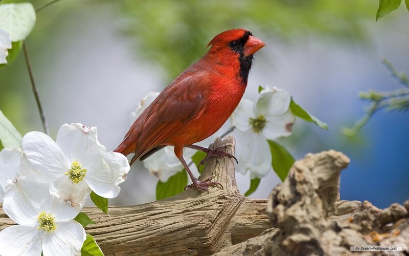 Red Cardinal Bird — Serene, Spring, Photograph, White Flowers