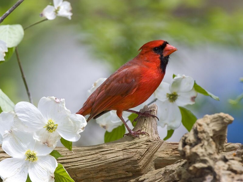 Red Cardinal Bird — Serene