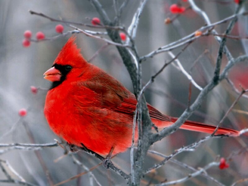 Red Cardinal Bird