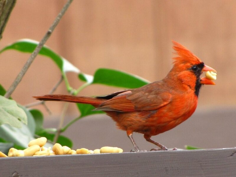Red cardinal eating peanuts