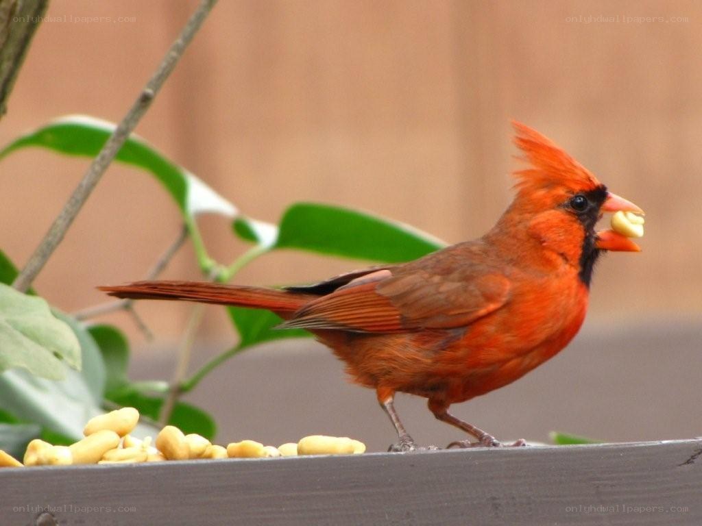 Red cardinal eating peanuts