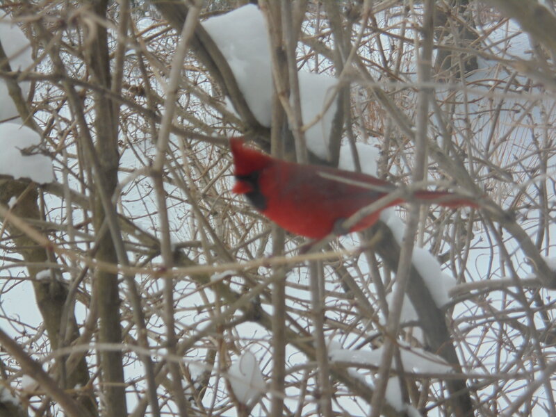 Red Cardinal in Bush